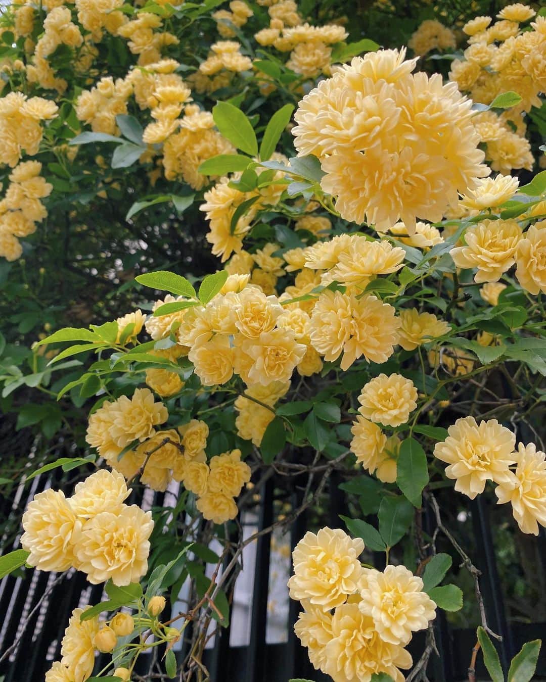 忍舞のインスタグラム：「ミモザの黄色もすきだけど 木香薔薇の黄色もすき💛」