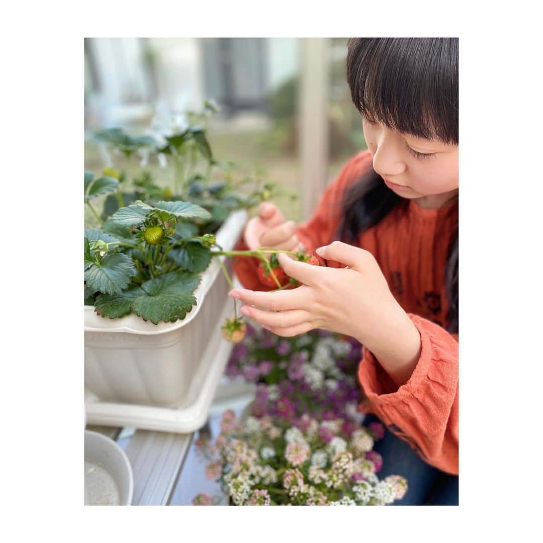 横溝菜帆さんのインスタグラム写真 - (横溝菜帆Instagram)「.  皆さんに教えていただいたように受粉して、大切に育てています。 いちごが1つ収穫できました🍓💕 しっかりいちごの甘い香りがして、びっくりしました😳 食べてみたら、買ったいちごよりみずみずしくて、とても甘くて美味しかったです☺️ 我が家でのいちご狩り、大成功です！！」4月12日 20時04分 - y_naho_te
