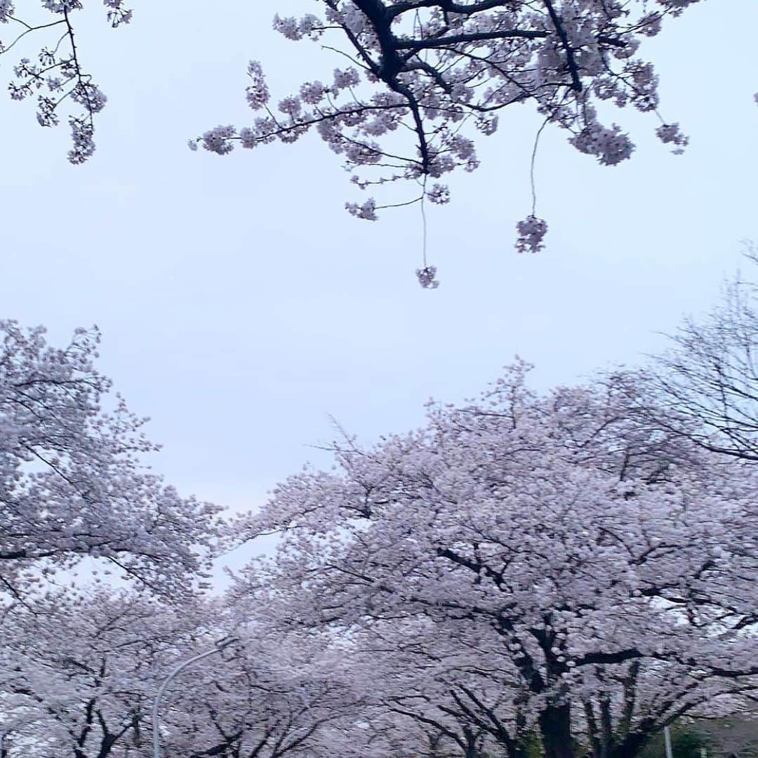 森日菜美さんのインスタグラム写真 - (森日菜美Instagram)「最近、投稿あまり 出来てなくてごめんなさい😥 わたしは元気に毎日過ごしています！ 桜散ってきちゃって寂しいね〜。 新学期や新生活が始まった方々、無理はせずに 共にがんばろーうね☺︎ 近々インスタライブもできたらいいなぁ」4月12日 20時38分 - hinami_mori