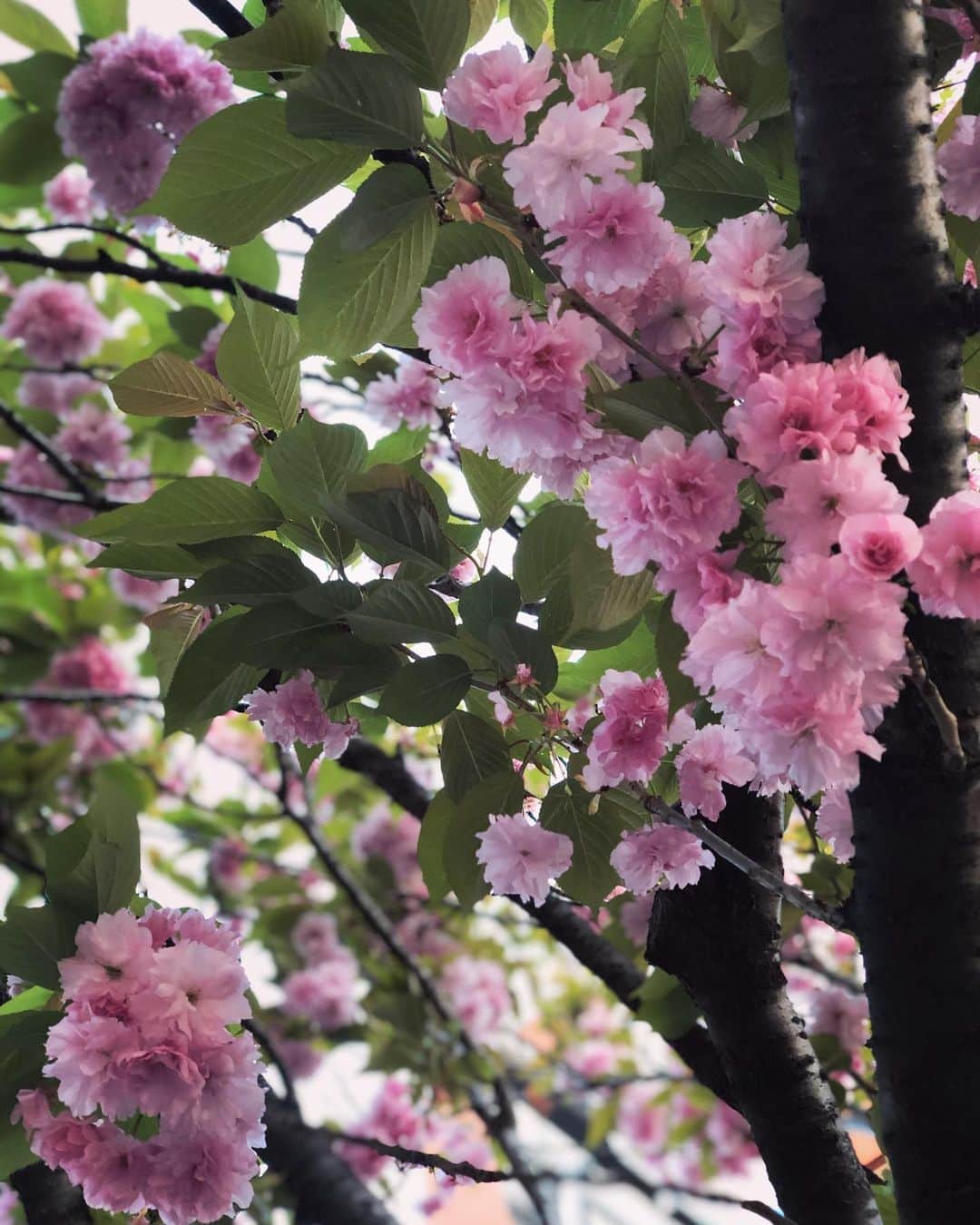 IMALUさんのインスタグラム写真 - (IMALUInstagram)「地元の桜が1番可愛い説🌸 やっぱり桜が好きだね〜 #桜新町 #愛してる #サザエさん #愛してる #地元の友達 #愛してる #束の間の花見でした」4月12日 20時40分 - imalu_0919