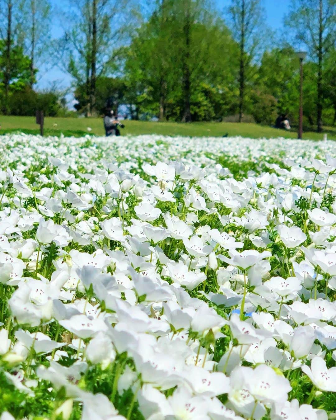 Manaさんのインスタグラム写真 - (ManaInstagram)「💠Beautiful Nemophila garden💠 💙 . 週末、ネモフィラ畑へ行ってきました✨ . 青のイメージが一般的なお花ですが 一面いっぱい白ネモフィラなのも綺麗で 今年は白に釘づけでした🕊🤍🤍 . 快晴の青空にも負けない爽やかな 青もとても美しかったです☺️💕 . コーディネートは ネモフィラカラーの青と白で🐾💠 . . . 白に混じっている一輪の可愛い青を 皆さんも見つけてみてください♡ . . . . . Onepiece: #andrabbit Bag/Belt：#hermes Shoes：#newbalance Hat：#ca4la . . . . #nemophila #whiteflowers #shirtdress #gifu #flowergarden #flowerstagram #birkin25 #ネモフィラ #花畑 #お花畑 #お散歩 #公園コーデ #岐阜 #岐阜観光 #木曽三川公園 #138タワーパーク #青空 #快晴 #ポカポカ陽気 #春コーデ #バーキン25 #大人可愛い #ワンピースコーデ #ホワイトコーデ #お花のある暮らし #花のある生活」4月12日 21時32分 - mana.tcy