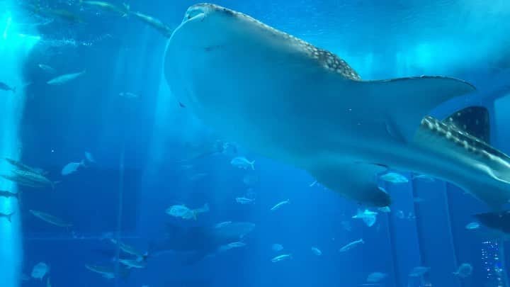Karinのインスタグラム：「全長8mのジンベエザメ🐋🐋🐋 もう一度観たいと思ってた...生命の神秘、躍動感にただただ感動しました😭😭😭 #沖縄 #okinawa #ちゅらうみ水族館 #美ら海水族館 #ジンベエザメ」