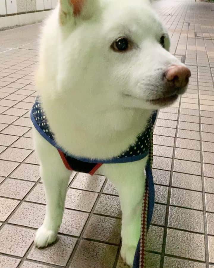 Jacknomamaのインスタグラム：「🌙夜散歩  狂犬病予防注射💉の翌日から食欲が無くなり匂いを嗅いだだけで食べなく成り数日心配で心配で😥 。。。ササミの缶詰、煮野菜、など色々試しましたが2日間一口食べては止めてしまい、カリカリと煮野菜を別々の🥦🎃器に入れてみましたら、徐々に食べ始めその後はガツガツいつも通りに成りました😅 (あの数日は何だったのか？ もしかして🙄アナフィラキシーかな？)  12歳半なのでちょっとした変化に私の方がびびっています💦 お散歩も、立ち止まる時間が多く成りました。  #見た目はヤング #子犬に見えたり #白柴ジャック #柴犬 #シニア犬 #頑張れジャック #ソダシの様に #元気に走れ」