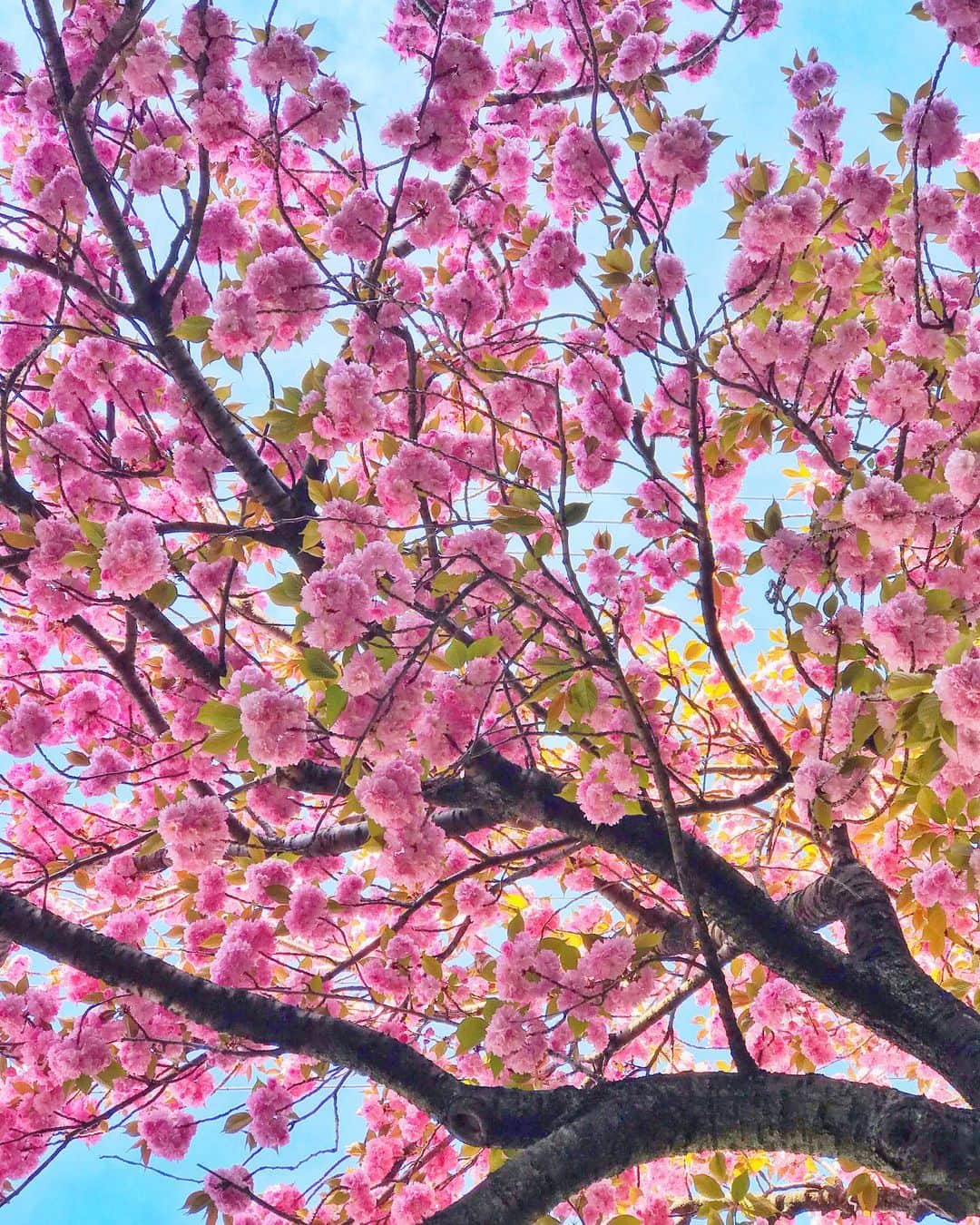 笹口直子さんのインスタグラム写真 - (笹口直子Instagram)「今日もお疲れ様でした！ この時期はお花が至る所に咲いていて、癒しとパワーもらえます🌸 ・ ・ 今日は新月ですね。 牡羊座新月は一歩踏み出す！やってみる！がキーワードだそう！！ いいことだけ吸収して、行動あるのみです☺️ 考えすぎないで、とにかくやってみる✊ 私は迷ったら楽しそうな方に進みます🥰 ・ ・ #撮影 #お花が好きな人と繋がりたい #お花が好き #八重桜 #自分メモ #直感」4月12日 22時20分 - na.o.ko.16