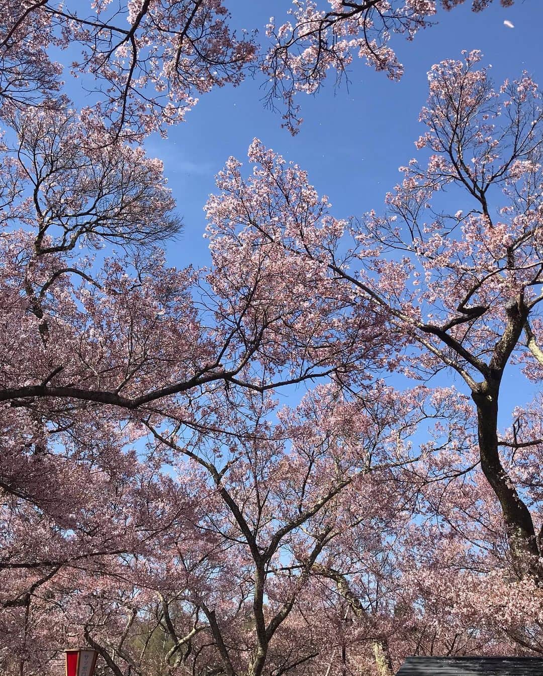 伊藤聡子さんのインスタグラム写真 - (伊藤聡子Instagram)「ひるおび！のスタジオのセットが変わり、奥にはこんなテーブルセットもできました😄 背景なのか、実際に使うのかは謎です😆 衣装はHANAE MORI ALMA EN ROSE のツイードのワンピースでした🤗 伊那の高遠の桜の下で、桜ソフトを食べました🍦🌸 桜餅の香りがするソフトクリーム、とっても美味しかったです🌸🥰 #ひるおび#hanaemori#アルマアンローズ#高遠城址公園 #桜ソフト#伊藤聡子#明日もよろしくお願いします」4月13日 13時27分 - satokoito73