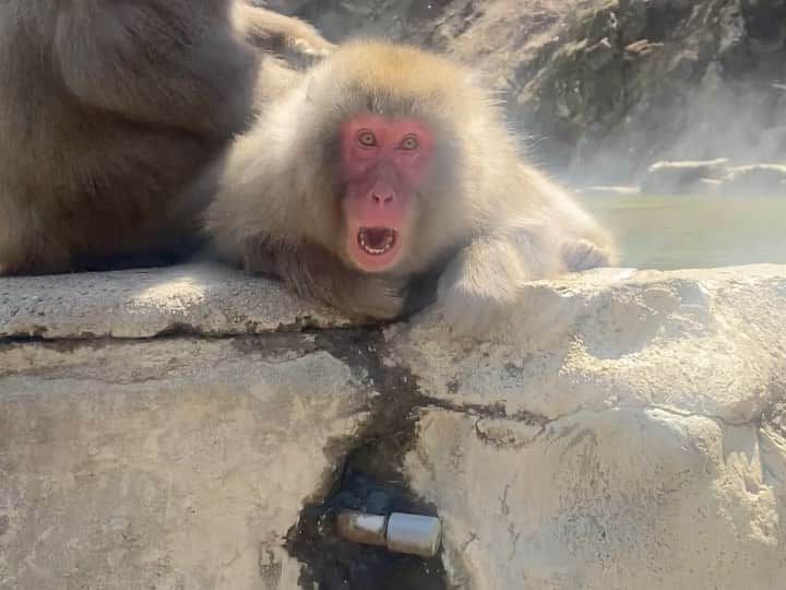 東京DANDYのインスタグラム：「In need of a couple of days out of Tokyo, I took a solo trip to Shibu Onsen in the mountains of Nagano. The geothermal waters here are said to have healing properties, bursting out of the earth through geysers and funneled into the hot spring baths below. Outside of Japan's major cities, resorts such as this have changed little since Showa times and the end of the late 80'S bubble economy. The Ryokan (Inn) I stayed at, Andai-kan, dated back to the Meiji era. A wonderful place, it had seen better days, but I like the energy that exists in these spaces - what these wood and paper walls have witnessed. The physical and emotional accumulation of memories. Marie Kondo she don't. It sat between three abandoned Inn's that had fallen into disrepair, pre-COVID sign of the times. I visited 'Hell Valley,' which was more like heaven on this beautiful spring day; it's where the monkeys bathe in the hot spring pools. I needed to shoot a video clip of something I had remembered from my last trip here about five years ago, more of that to come. This video is a sequence of one-second clips in chronological order shot on my iphone.   #Japan #Travel #Nagano #ShibuOnsen #monkeys #snowmonkeys  #渋温泉 #iphone11pro #温泉 #春 #長野県 #Ryokan #旅館」