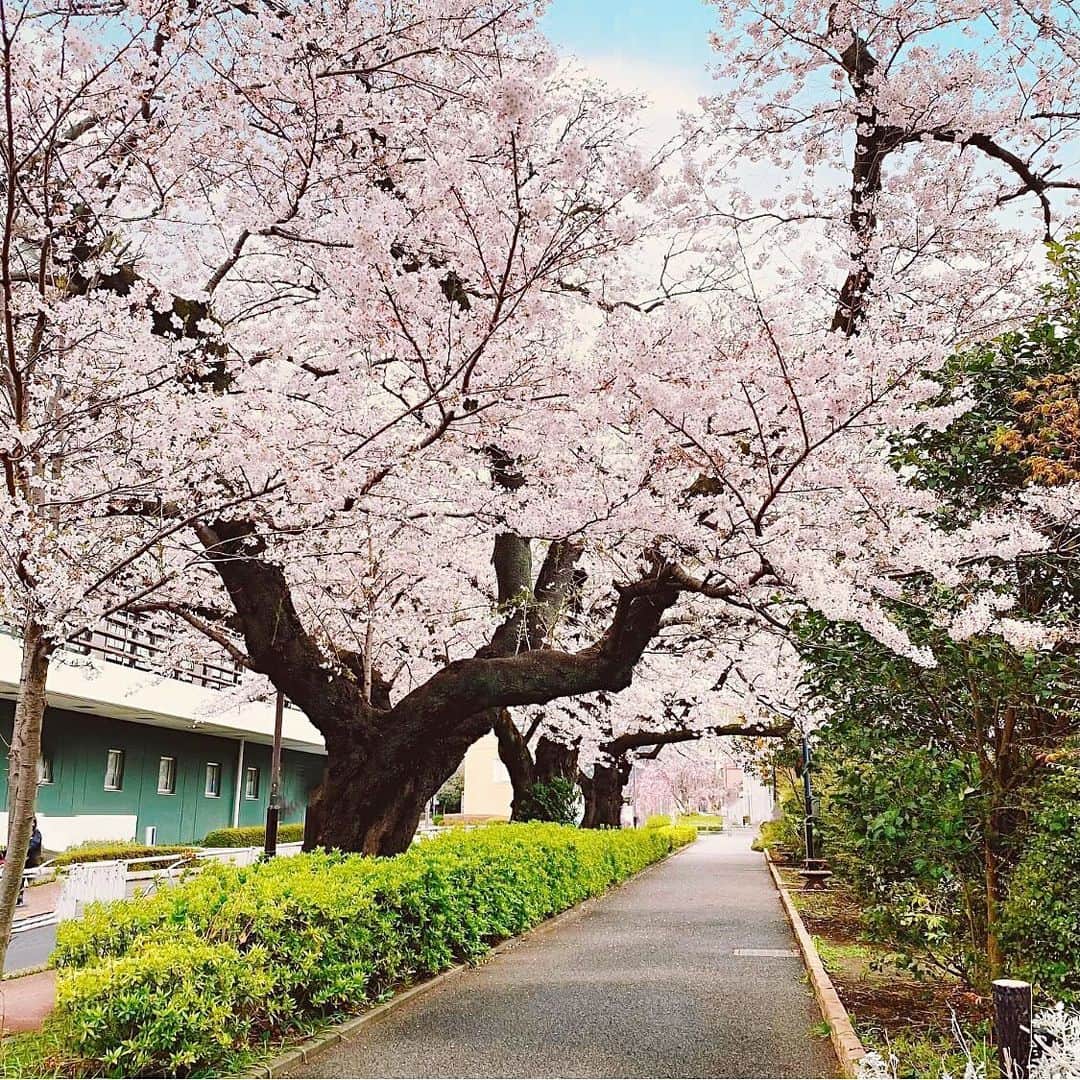 磯部奈央さんのインスタグラム写真 - (磯部奈央Instagram)「お散歩☀️ . 最近暖かくなってきて、花粉は辛いけど気持ちのいい季節になってきました☺️ 写真は、娘を連れて（娘はベビーカー）4キロのお散歩をしたのときの🤗 . ちょっと前の話ですが、桜も咲いてて、娘もにっこり☺️🌸 . 娘もお散歩大好きで、気持ち良さそうにウトウト寝落ちするから、晴れた日はなるべく、ベビーカーでお散歩しながらお昼寝させてます☀️ . アシックスウォーキングの #ラシック を履いてみたら… アシックスウォーキングらしいクッション性により、⻑時間歩いても足への負担が少なかったです🤭 スリッポンだから、コーディネートにも合わせやすい🙌🏻 . . 今、アシックスウォーキングで、「歩こう、Find My Townキャンペーン」を実施しているそう❣️ 近所のお気に入りのウォーキングスポットをInstagramに投稿して、フォトコンテストに参加したら新作シューズが当たるらしいです👟🤭 . . #coordinate #散歩 #歩こうfindmytown #ASICSWALKING #アシックスウォーキング #pr @asics_walking」4月13日 10時29分 - nao_isobe729