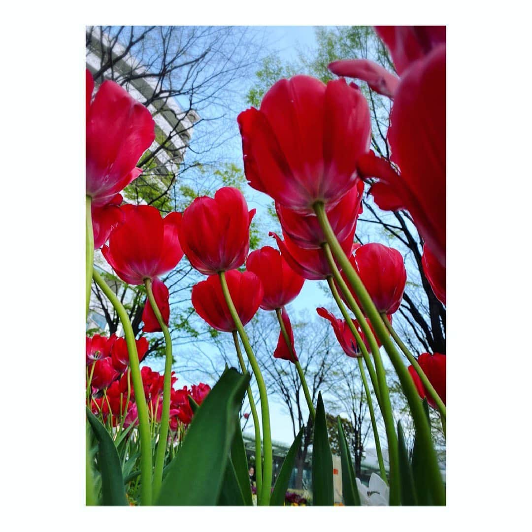望月理恵さんのインスタグラム写真 - (望月理恵Instagram)「この角度のチューリップが好きです ☺️」4月13日 14時49分 - mochiee28