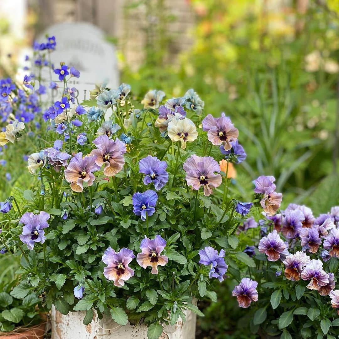 内山理名さんのインスタグラム写真 - (内山理名Instagram)「𝖬𝗈𝗍𝗁𝖾𝗋'𝗌 𝗀𝖺𝗋𝖽𝖾𝗇..🍒🌿 * * 久しぶりに母の庭へ。珍しく可愛らしいお花たち。　 庭から摘んだ花で作った花束を抱えて帰りました♪   ビオラの次は薔薇と紫陽花。 四季の移ろいを感じます。  #mothersgarden  #violaflowers  #springflowers」4月13日 15時05分 - rinauchiyama_official