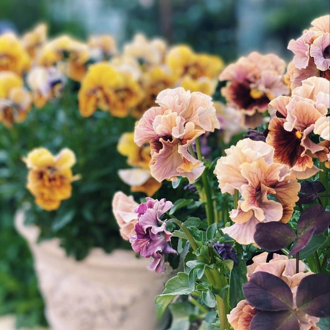 内山理名さんのインスタグラム写真 - (内山理名Instagram)「𝖬𝗈𝗍𝗁𝖾𝗋'𝗌 𝗀𝖺𝗋𝖽𝖾𝗇..🍒🌿 * * 久しぶりに母の庭へ。珍しく可愛らしいお花たち。　 庭から摘んだ花で作った花束を抱えて帰りました♪   ビオラの次は薔薇と紫陽花。 四季の移ろいを感じます。  #mothersgarden  #violaflowers  #springflowers」4月13日 15時05分 - rinauchiyama_official