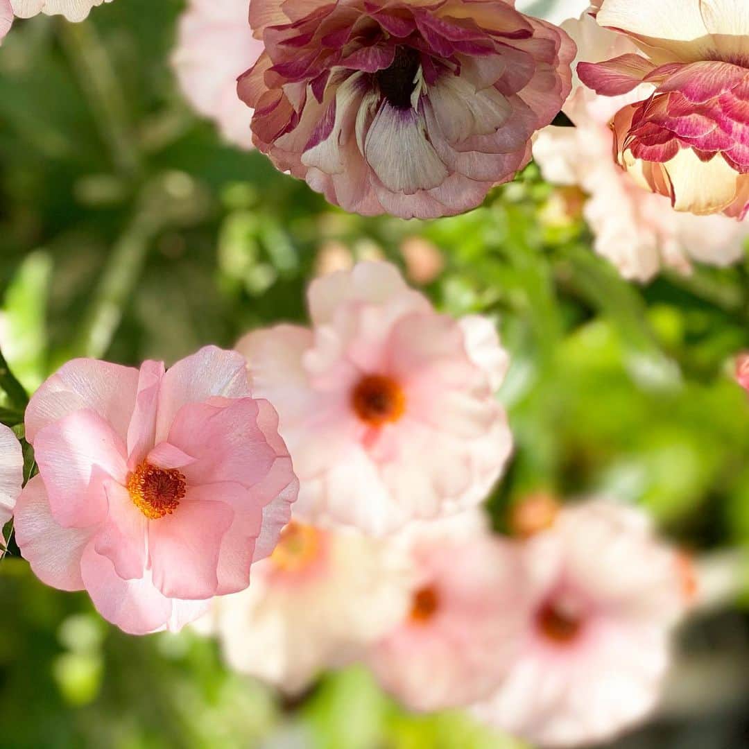 のインスタグラム：「𝖬𝗈𝗍𝗁𝖾𝗋'𝗌 𝗀𝖺𝗋𝖽𝖾𝗇..🍒🌿 * * 久しぶりに母の庭へ。珍しく可愛らしいお花たち。　 庭から摘んだ花で作った花束を抱えて帰りました♪   ビオラの次は薔薇と紫陽花。 四季の移ろいを感じます。  #mothersgarden  #violaflowers  #springflowers」