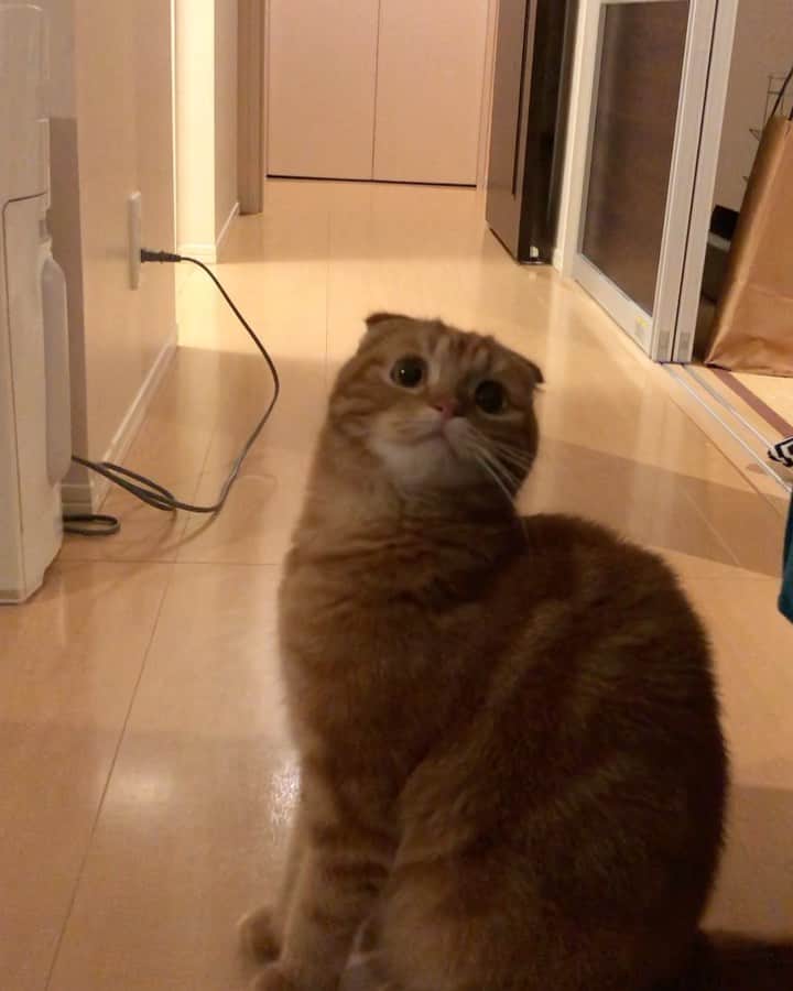 ありおときなこのインスタグラム：「きなこが来る前はありおがエビフライ好きだったのよ🍤  #スコティッシュフォールド#レッドタビー#猫#ペコねこ部#pecoねこ部#cat#scottishfold#みんねこ」