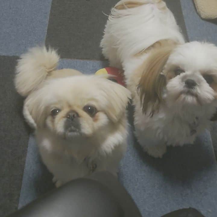 Kukkaのインスタグラム：「ふこうなじこなの。しえはわるくないわん(>_<)」