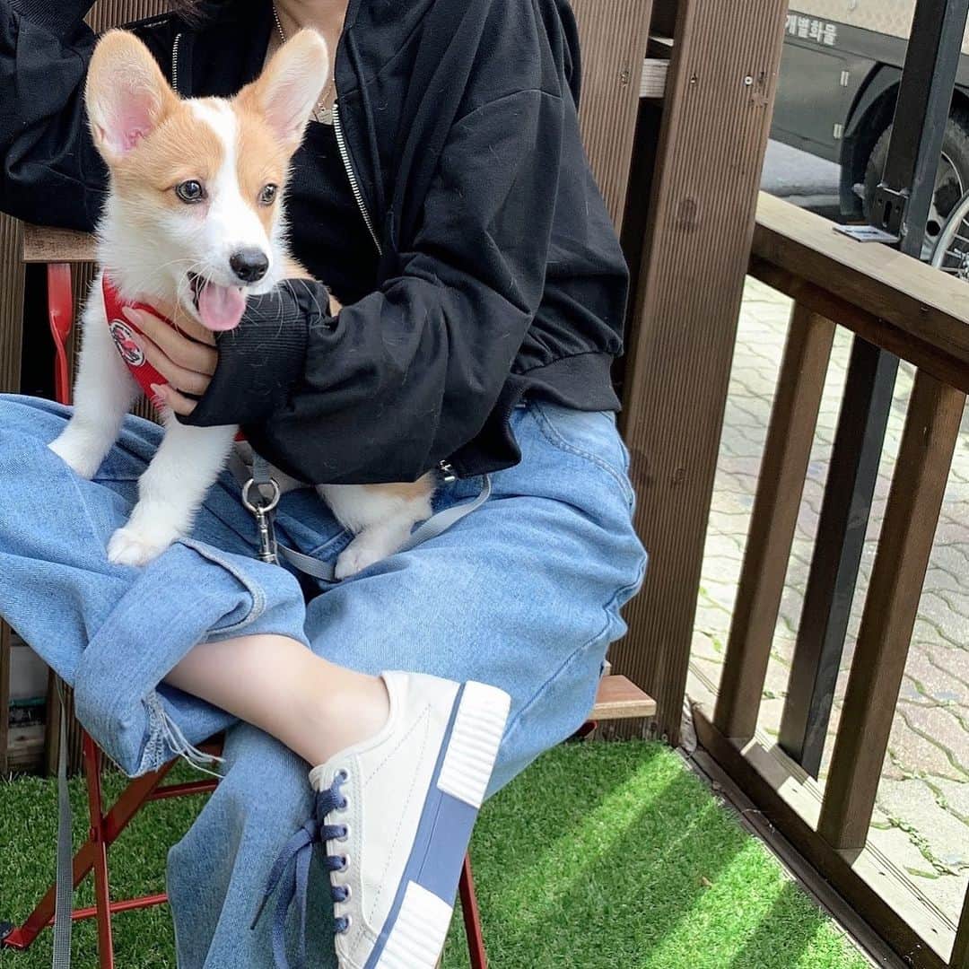 寺本月夜のインスタグラム：「아빠랑 잘 먹고 잘 놀고 기다려 울 아르🐶」
