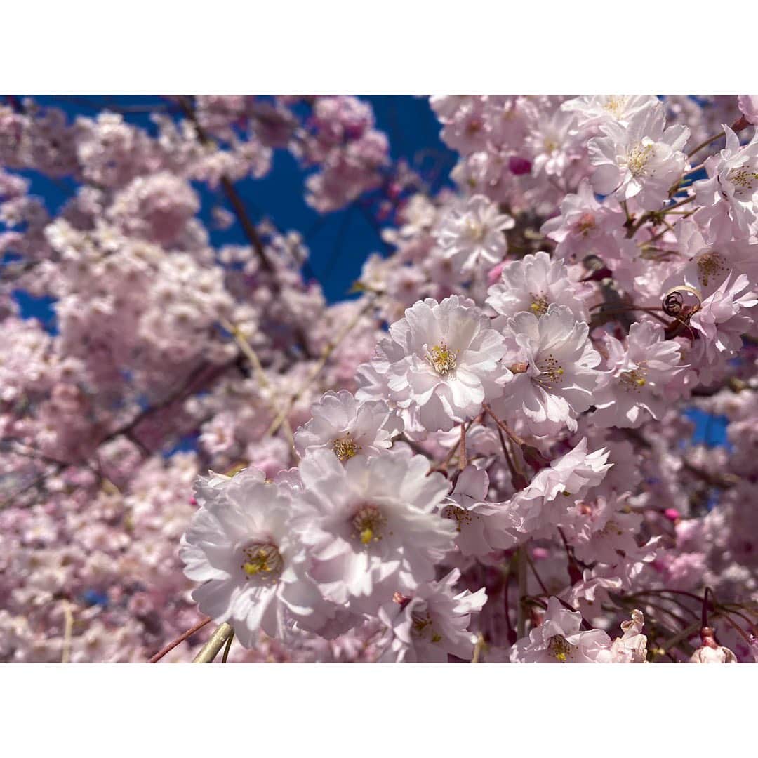 尾島早都樹のインスタグラム：「. 撮影日：2021/04/10  #長野県 #信州 #須坂市 #臥竜公園 #日本のさくら名所100選  #お花見 #桜 #サクラ #さくら #🌸」