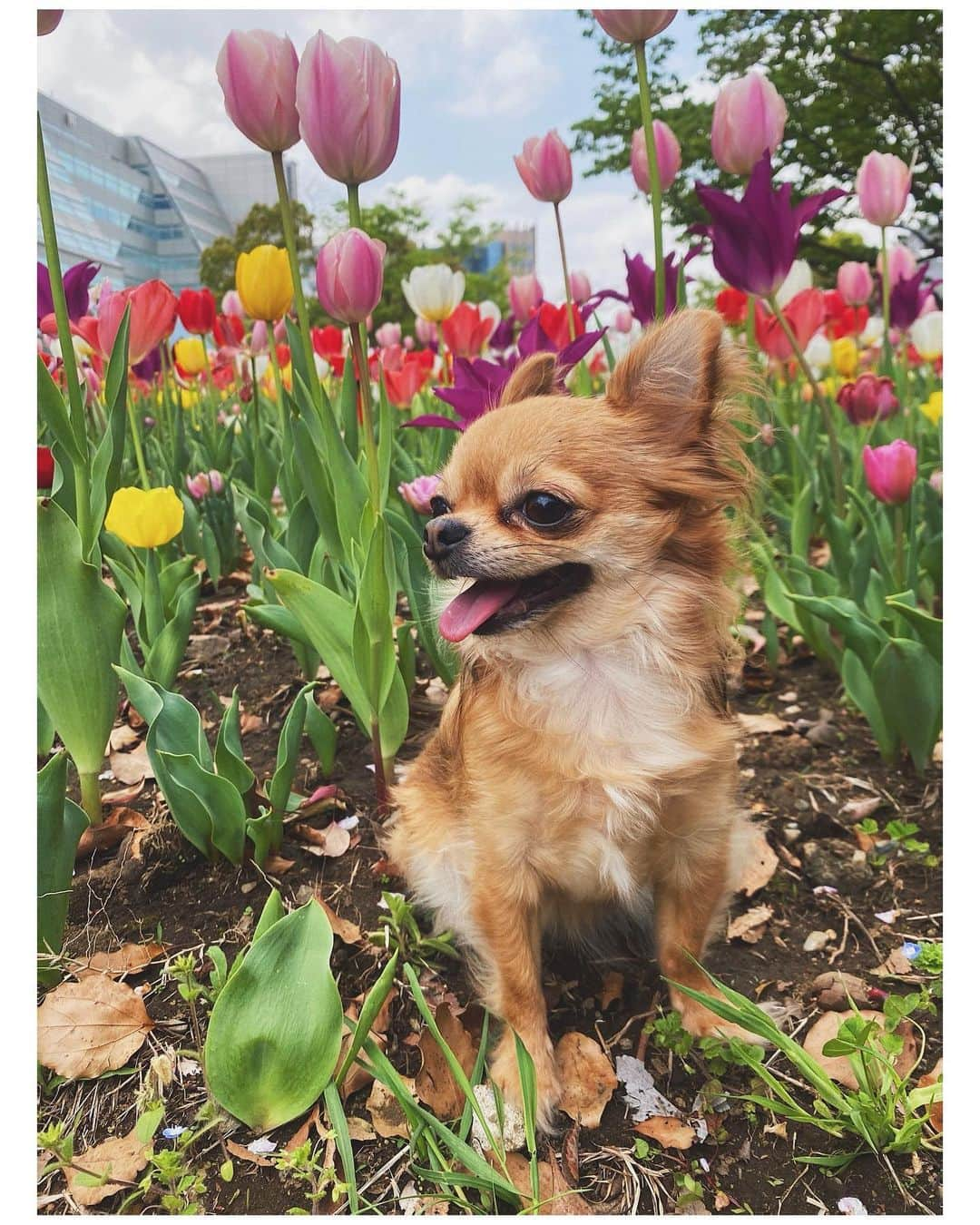 水谷望愛のインスタグラム：「🌷 ❤ ❤ ❤ 春だね🥰 お花が綺麗でテンションあがる✨ 桜が咲いたタイミングで暖かくなったから羽毛布団片付けたら、また寒くなって凍えながら毎晩寝てます😂 桜もすぐに葉桜だったね🌸 まだまだ自粛生活だけどチャールズをもふもふ愛でて綺麗なお花を見ると元気出る✨ #iPhone11#chihuahua#チワワ#charles#ちゃーさんぽ#🐶🐾 #dogstagram」