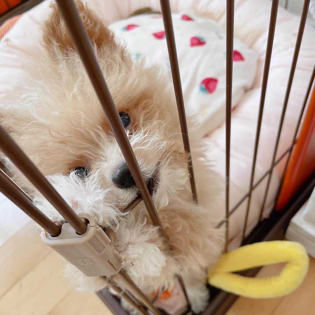 菅野芹那さんのインスタグラム写真 - (菅野芹那Instagram)「うちのむしぱんちゃんです🐣 昨日で3ヶ月です💕  #ぽめぷー #ポメプー #プードル #ポメラニアン #ミックス犬」4月13日 21時18分 - serina_chan_17