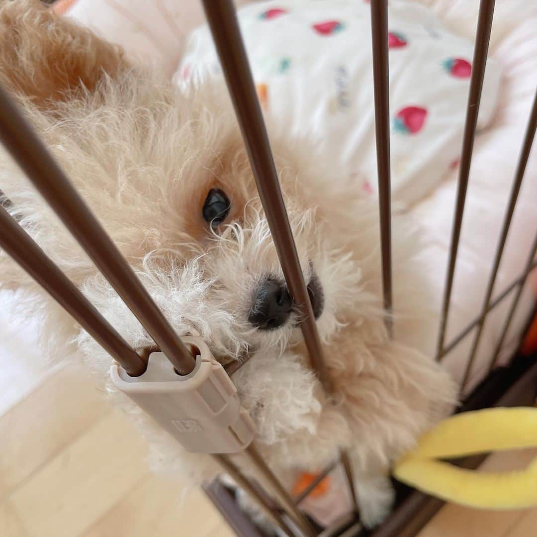 菅野芹那さんのインスタグラム写真 - (菅野芹那Instagram)「うちのむしぱんちゃんです🐣 昨日で3ヶ月です💕  #ぽめぷー #ポメプー #プードル #ポメラニアン #ミックス犬」4月13日 21時18分 - serina_chan_17
