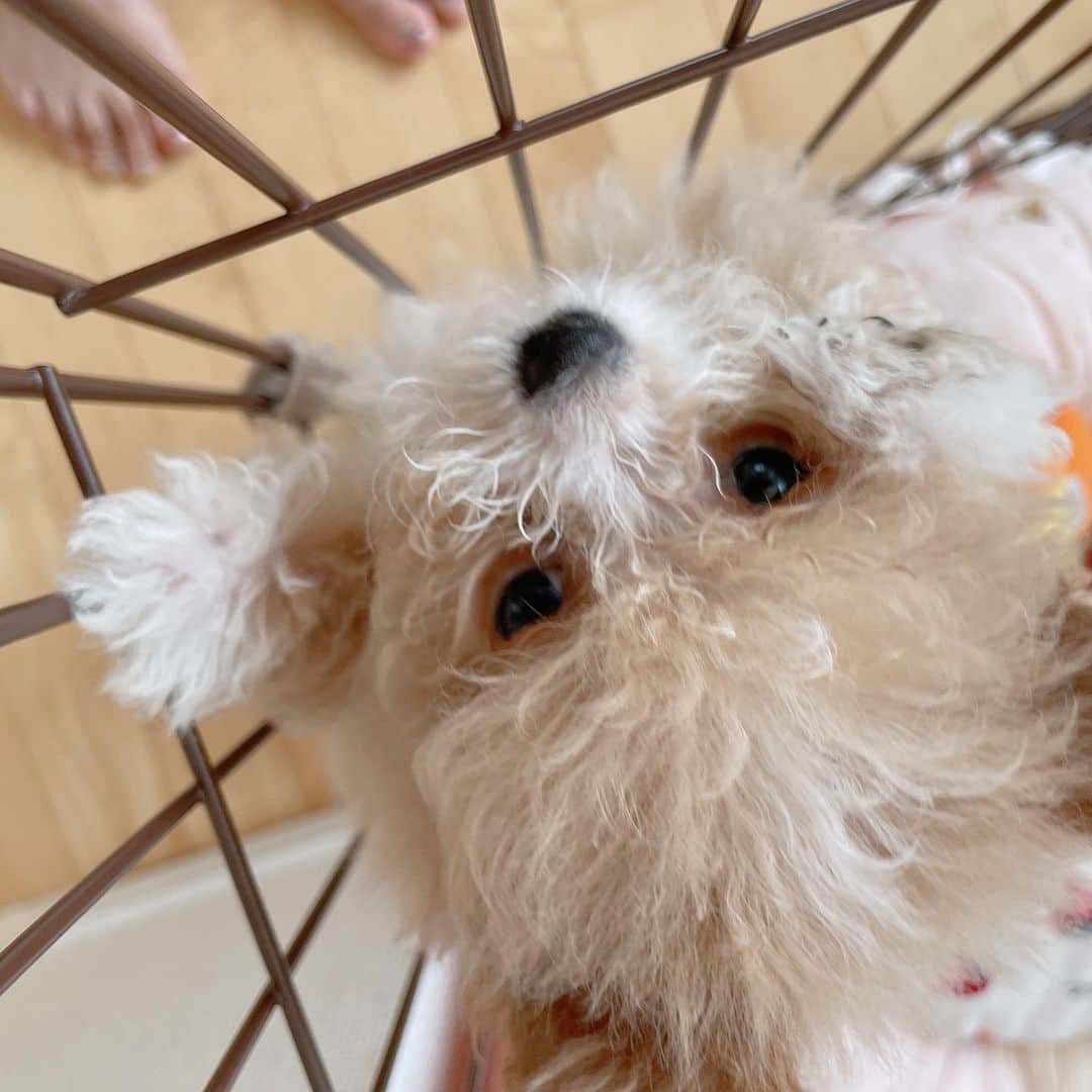 菅野芹那さんのインスタグラム写真 - (菅野芹那Instagram)「うちのむしぱんちゃんです🐣 昨日で3ヶ月です💕  #ぽめぷー #ポメプー #プードル #ポメラニアン #ミックス犬」4月13日 21時18分 - serina_chan_17