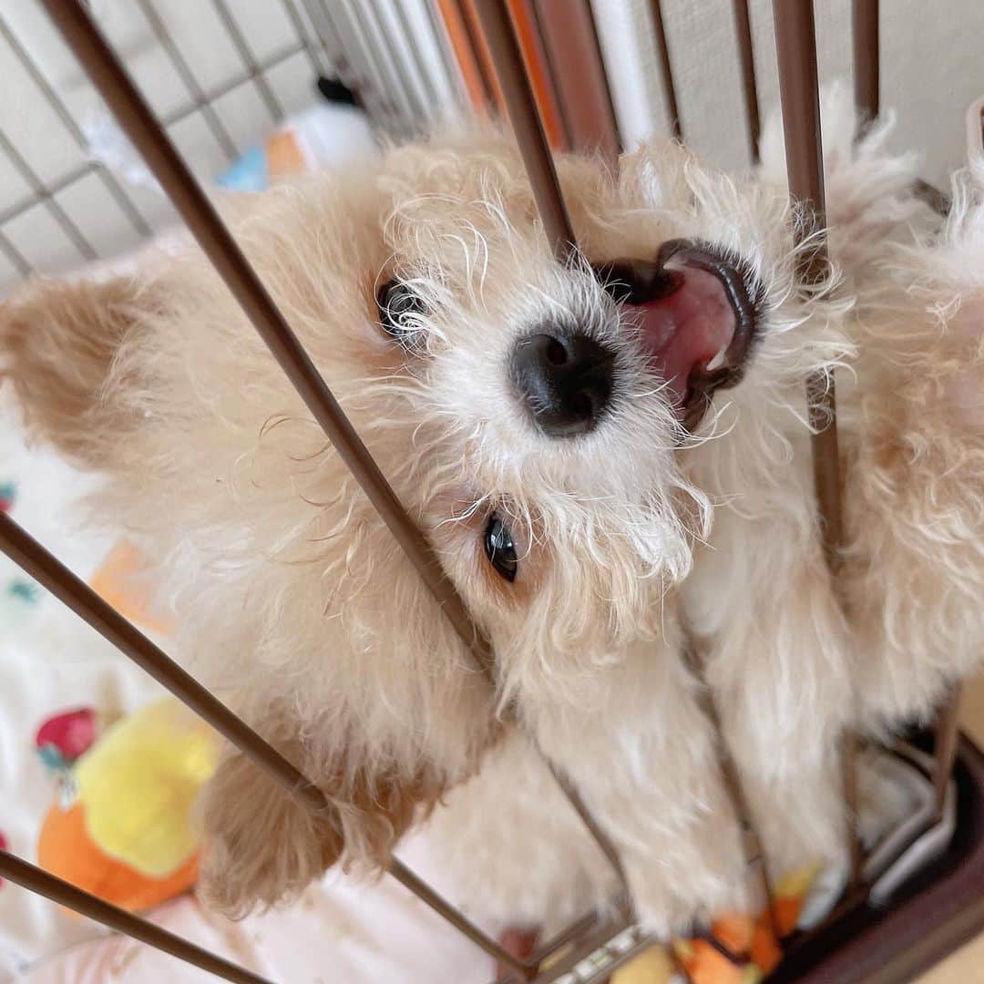 菅野芹那さんのインスタグラム写真 - (菅野芹那Instagram)「うちのむしぱんちゃんです🐣 昨日で3ヶ月です💕  #ぽめぷー #ポメプー #プードル #ポメラニアン #ミックス犬」4月13日 21時18分 - serina_chan_17