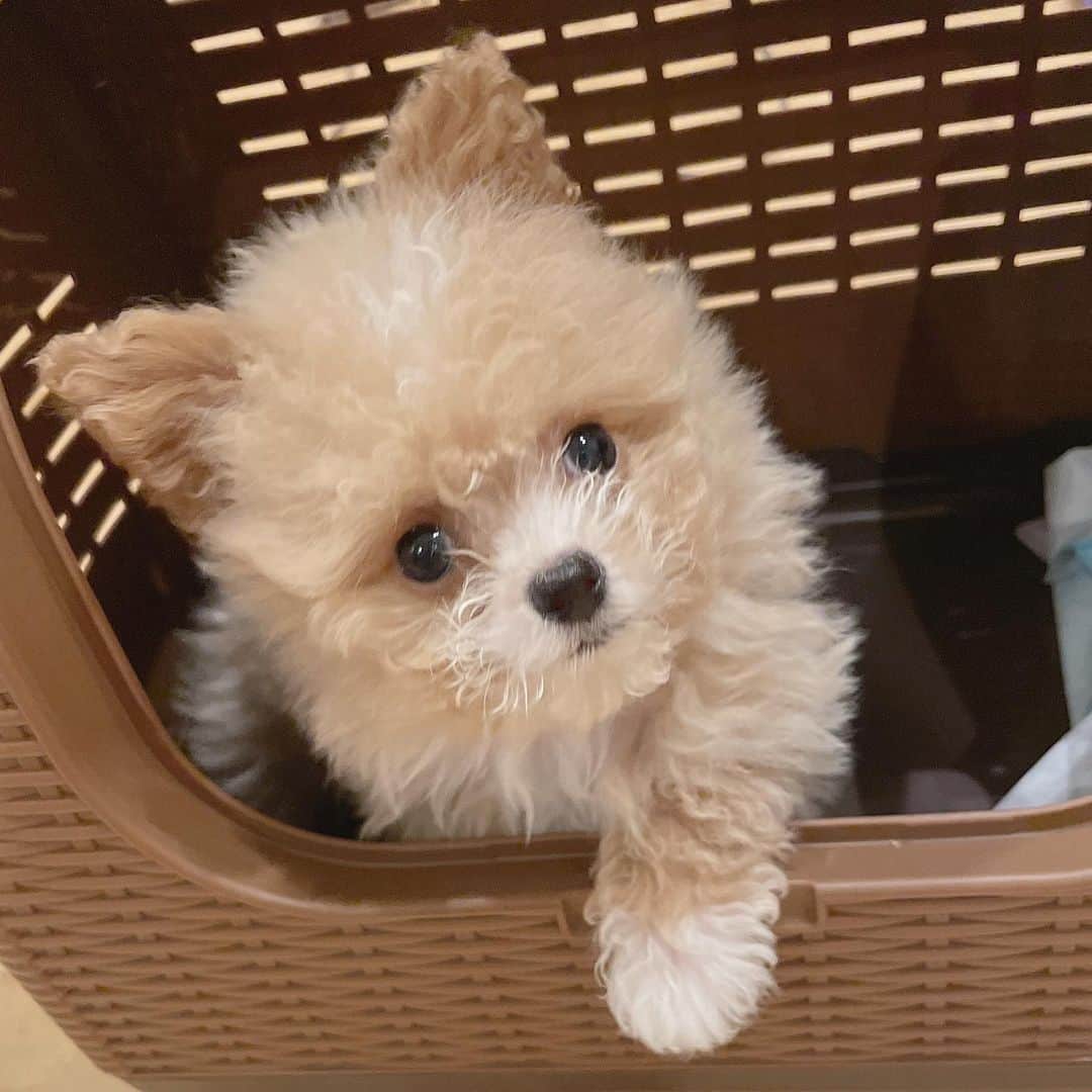 菅野芹那さんのインスタグラム写真 - (菅野芹那Instagram)「うちのむしぱんちゃんです🐣 昨日で3ヶ月です💕  #ぽめぷー #ポメプー #プードル #ポメラニアン #ミックス犬」4月13日 21時18分 - serina_chan_17