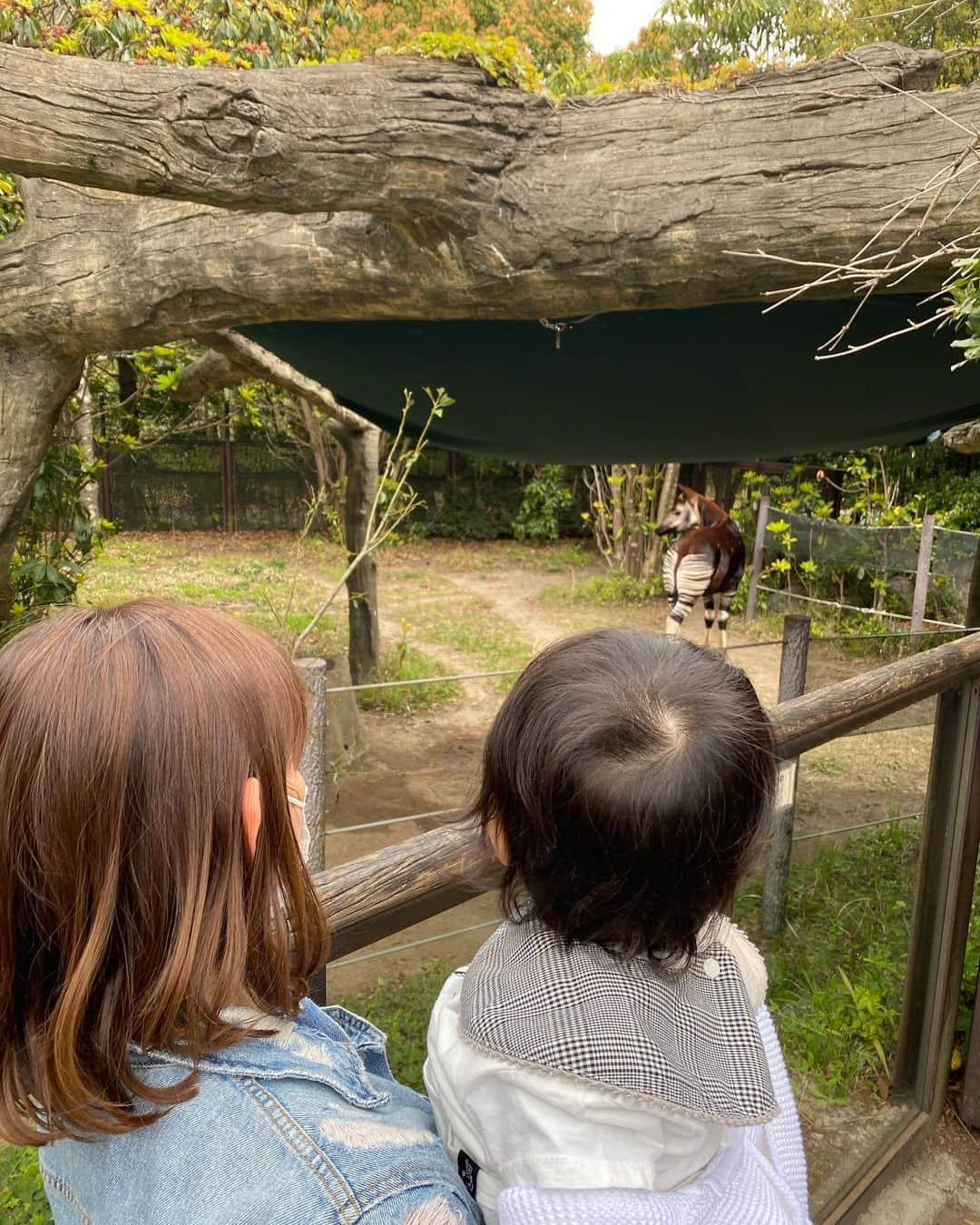 宮崎瑠依さんのインスタグラム写真 - (宮崎瑠依Instagram)「先日、天気の良い日によこはま動物園ズーラシアに行ってきました♪  念願の動物園デビュー🦓🦒  動く動物を目で追って、興味津々！  馬にえさをあげたり…息子は初体験が盛り沢山！！ かなり刺激的な1日だったようで、夜はいつも以上に爆睡していました💤  次は水族館だねっ🐡🐠🐟  本当はもっともっと息子を色んなところに連れて行ってあげたいけれど、、、なかなか出掛けられない現実…色々な経験をさせてあげられないことがもどかしい。。。  けど、一番大事なのは健康。 これから息子との時間はたっぷりあるから、焦らずゆっくり連れて行ってあげようって思います。  #動物園デビュー #シマウマ目の前を横断 #オカピ  #ズーラシア #よこはま動物園ズーラシア #家族時間」4月14日 8時18分 - ruimiyazaki