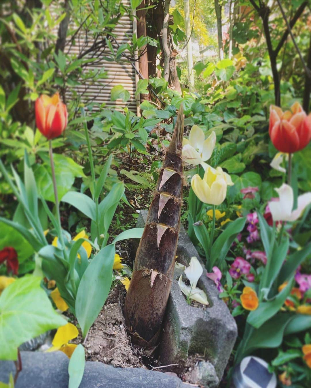 坂本美雨さんのインスタグラム写真 - (坂本美雨Instagram)「恒例の中庭のタケノコ…っていうか竹、今年はブロックをおしのけチューリップに混ざる強者がいた。いいぞいいぞ。」4月13日 23時43分 - miu_sakamoto