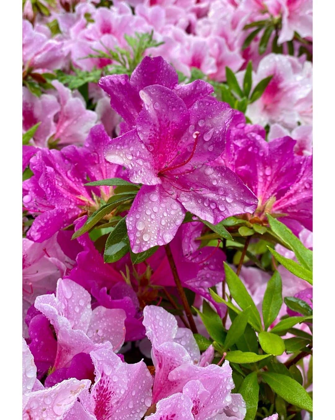 立花麻理のインスタグラム：「・ ・ ✴︎ azalea ✴︎ ・  綺麗で雨の中...  #ツツジ #azalea」