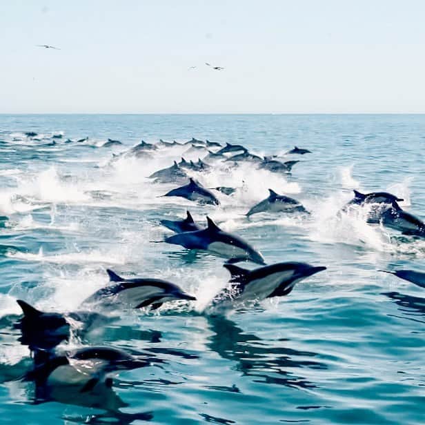 エミリー・シアーズさんのインスタグラム写真 - (エミリー・シアーズInstagram)「Did you know that dolphins take care of members of their pod when they’re sick or injured? They are intelligent and empathetic.They have expansive languages, they even have their own names.They also play with other sea animals to socialize. I love them 🥺🐬 #dolphins #dolphin」4月14日 3時21分 - emilysears