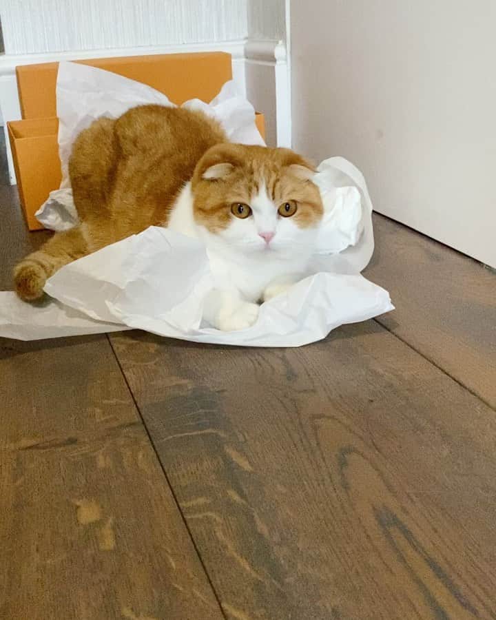 Nana _The Scottish Foldのインスタグラム：「Best goal keeper in the meoworld?😼골키퍼꿈나무 #퇴장은급하게⚽️ 🥅   #고양이 #猫 #ねこ #スコ #cat #cats #catstagram #catsofinstagram #instagramcats #instacat #bestmeow #catoftheday #catsofworld #catsloversworld #catsofday #냥스타그램 #냥이 #caturday #gatos #cats_of_instagram #ilovemycat #catselfie #kittensofinstagram #kittens #catsdaily #kucing #스코티쉬폴드」