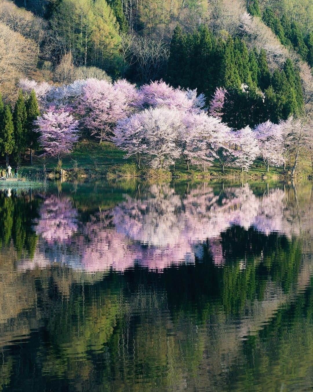 ?長野県 観光 公式インスタグラム さんのインスタグラム写真 - (?長野県 観光 公式インスタグラム Instagram)「// Photo by @ta2funk  The Cherry Blossoms of Lake Nakatsuna (Omachi City)  Lake Nakatsuna is located in the northern part of Omachi City.  It is one of the Nishina Sanko (three lakes) together with Lake Aoki and Lake Kizaki.  Its waters are very clear, and during spring, the Oyamazakura cherry blossoms bloom along its shore, reflecting beautifully on the lake’s surface.  *For bloom updates, contact the local tourism association.  ＝＝＝＝＝＝＝＝＝﻿ ﻿ 桜の水鏡 「中綱湖」(なかつなこ) ＠大町市  大町市の北部にある「中綱湖」🍃  「青木湖」「木崎湖」とあわせ 「仁科三湖」と呼ばれています✨  水の透明度が高く 春になると湖畔に咲き誇る オオヤマザクラが 美しく湖面に映し出され 見る人を魅了します🌸  ＊） 開花状況など詳細は現地観光協会などにご確認ください  ＊） 路上駐車や民地への侵入は絶対にお止めください。また三脚を立てるために地面を掘ったり湖周辺の木々や草花を伐採しないでください。  ＊） 新型コロナウイルスの感染防止のためマスク着用やソーシャルディスタンスの確保などを徹底し、長時間の滞在はお控えください。 ＿＿＿＿＿＿＿＿＿　  ﻿ Location / Omachi City, Nagano , Japan ﻿ ﻿ #おうちでながの﻿ #長野のいいところ ﻿ #中綱湖 #大町市」4月14日 17時00分 - nagano_japan
