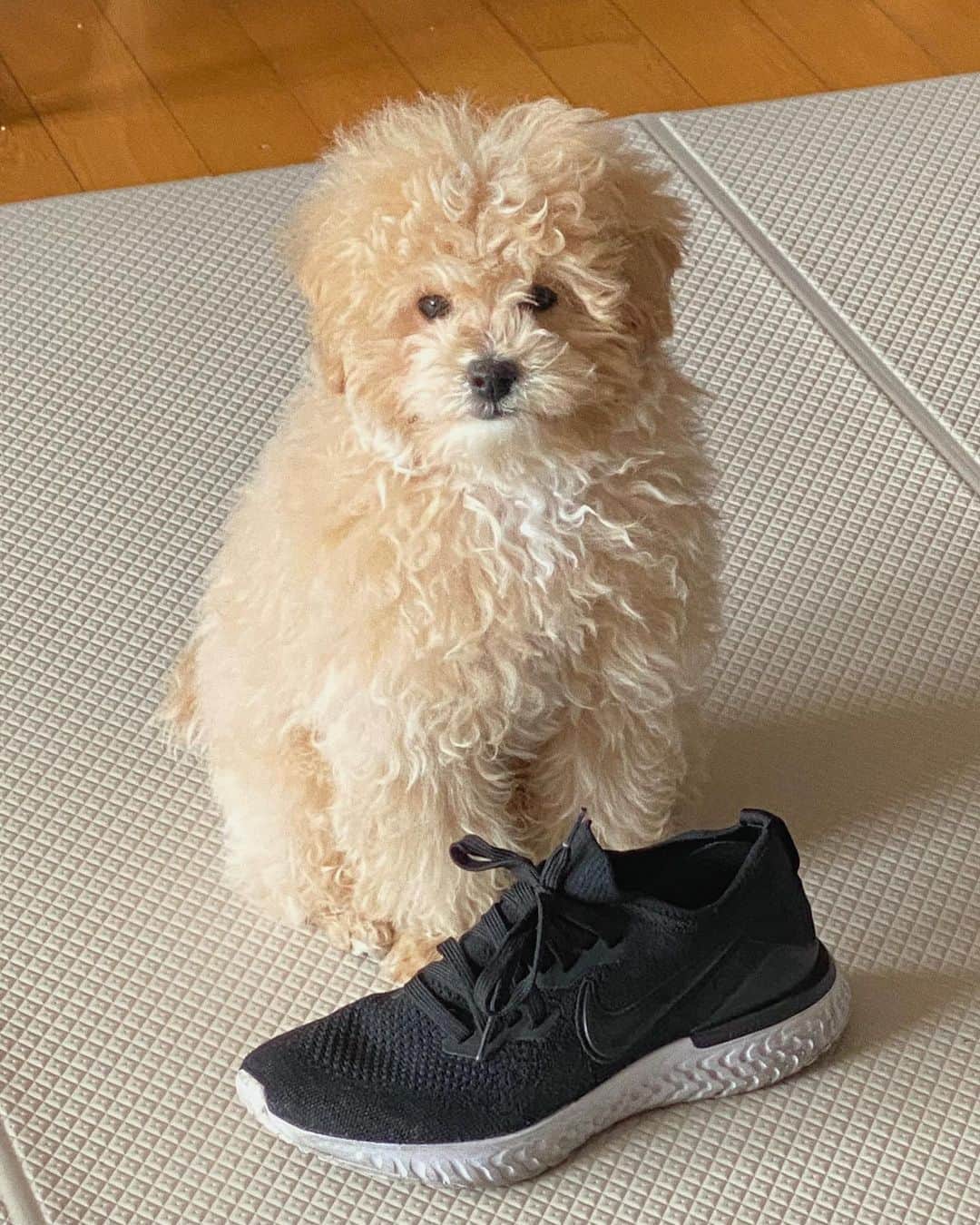 パク・ミンジのインスタグラム：「누나 운동갸.. 🧸🐶✨」