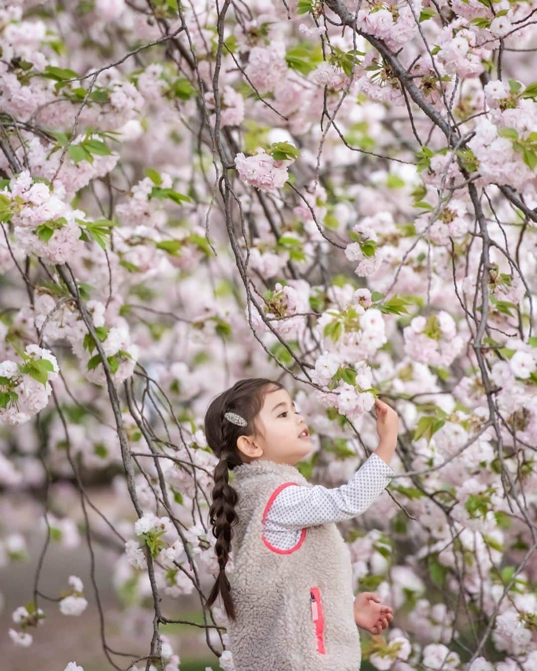 大橋菜央さんのインスタグラム写真 - (大橋菜央Instagram)「Mia and her fourth Sakura🌸﻿ ﻿ ﻿ ﻿ 待ち合わせ場所まで歩く間﻿ ちひろさんにあげるんだと言って﻿ 気に入った落ち葉をみつけては拾っていたMia👧🏻🍂﻿ ﻿ ちひろさんが喜んで受け取ってくれて﻿ Miaもすごく嬉しそうでした😁✨﻿ ﻿ 今回も自由奔放に走る周りMiaの一瞬をとらえて﻿ 満開の桜の花に囲まれる素敵なお写真を撮って頂きました🌸﻿ Photographer @chihiro_photographer  ﻿ ﻿ ﻿ ﻿#新宿御苑 #満開の桜  #3歳 #3歳1ヶ月 #37monthsold #3yearsold #たれ目#たれ眉 #miababyliving」4月14日 11時03分 - naoliving