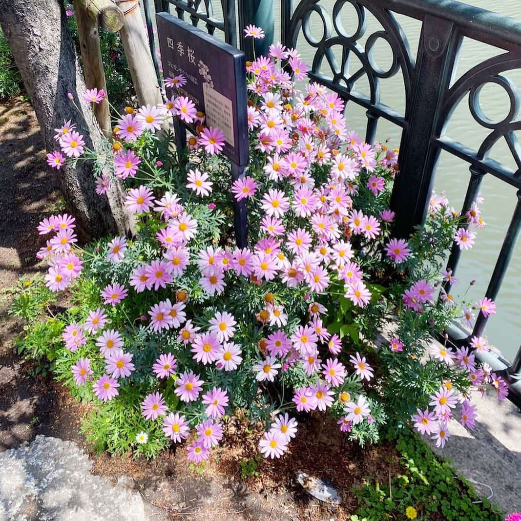 市川海老蔵 （11代目）さんのインスタグラム写真 - (市川海老蔵 （11代目）Instagram)「Brilliant weather! * 天気最高！  #市川海老蔵 #海老蔵 #成田屋 #歌舞伎  #和 #日本文化 #ABKAI #ABMORI #ebizoichikawa #ebizo #kabuki #kabukiza #thunderparty #ebizotv #theater #theaterarts #actor #japan #classic  #kabukiactor」4月14日 11時21分 - ebizoichikawa.ebizoichikawa