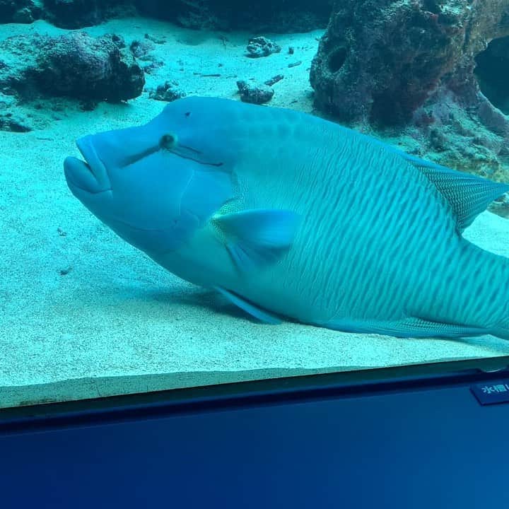 Karinのインスタグラム：「🐟🐟🐟😂 #沖縄 #okinawa #ちゅらうみ水族館 #美ら海水族館 #魚の名前わすれました」