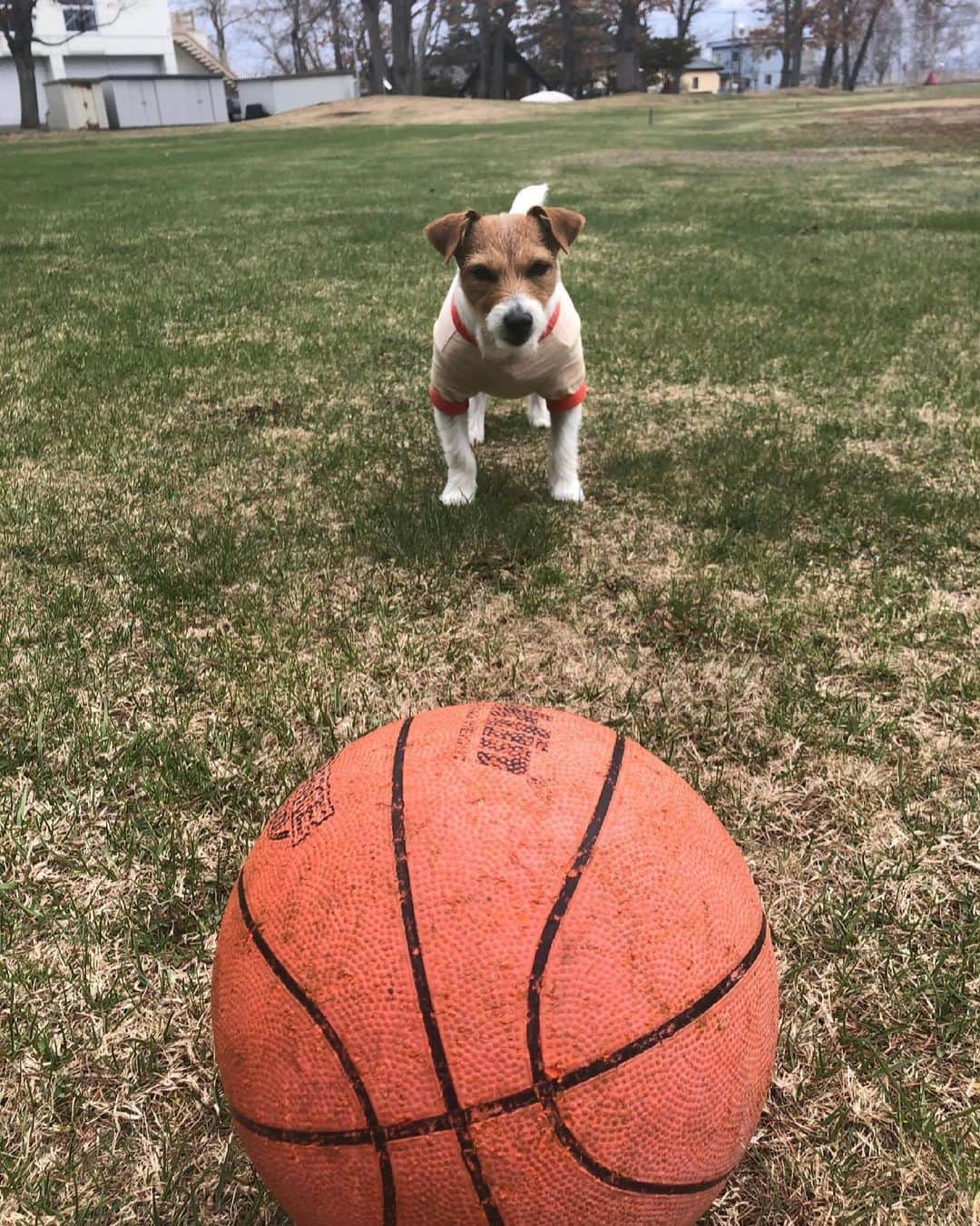 関野剛平さんのインスタグラム写真 - (関野剛平Instagram)「、 チャッピーもボールを狙ってるわ🐕 #チャッピー #ちゃぴすたぐらむ」4月14日 13時43分 - kouheisekino