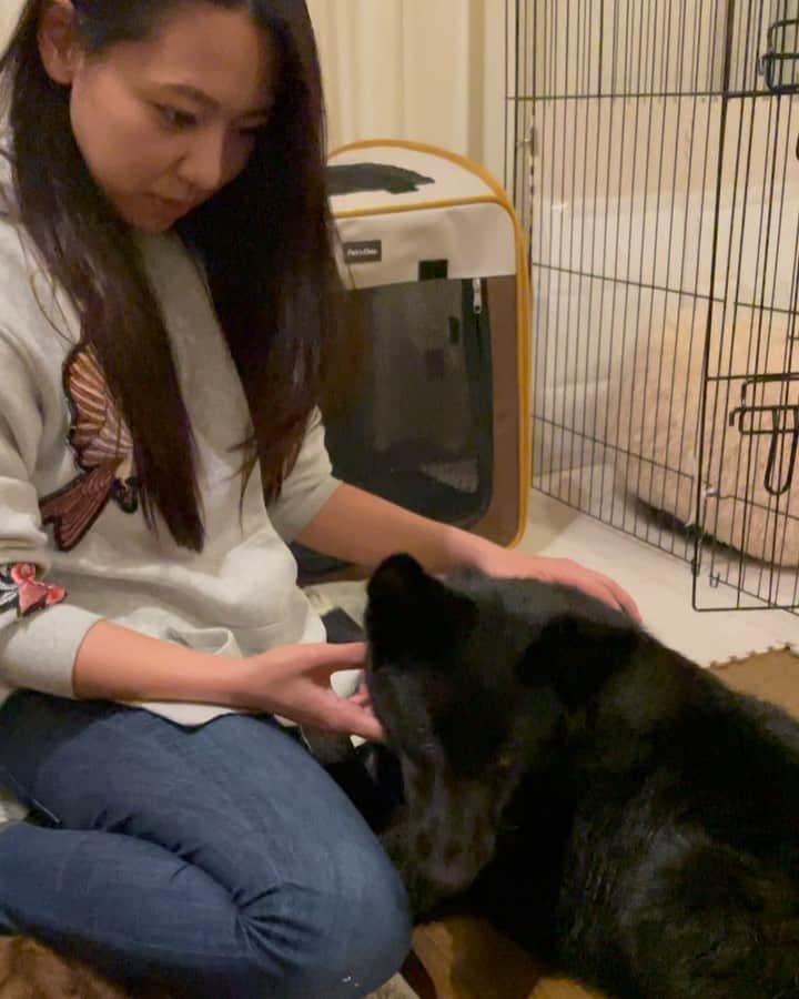 会津くみこのインスタグラム：「娘に弟が出来ました💕 保護犬　ベリー君一歳です🐶 皆さまよろしくお願いします😊 昨夜から、ベリー君に振り回されてヘトヘトですが💦笑笑 可愛くて仕方ない❤️❤️❤️  #新しい家族 #保護犬 #弟だね❤️」