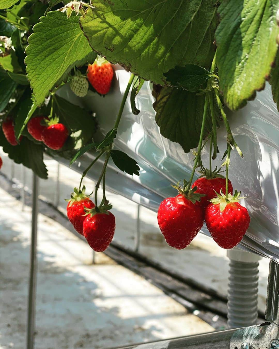 パク・スジンさんのインスタグラム写真 - (パク・スジンInstagram)「🍓」4月14日 15時09分 - ssujining