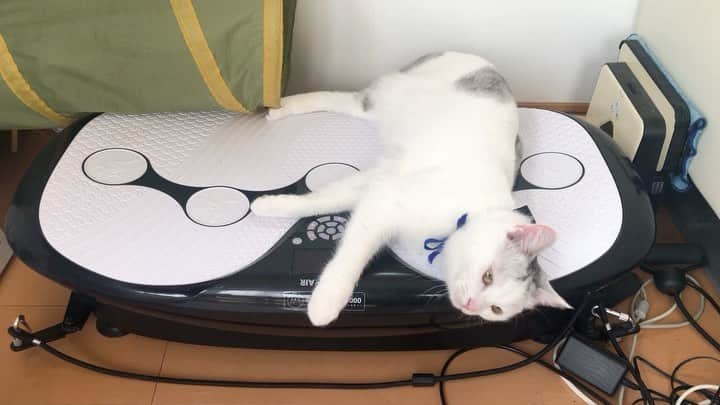 カータンのインスタグラム：「自らスイッチを入れ、 ぶるぶるマシーンにのるネコ #ねこ」
