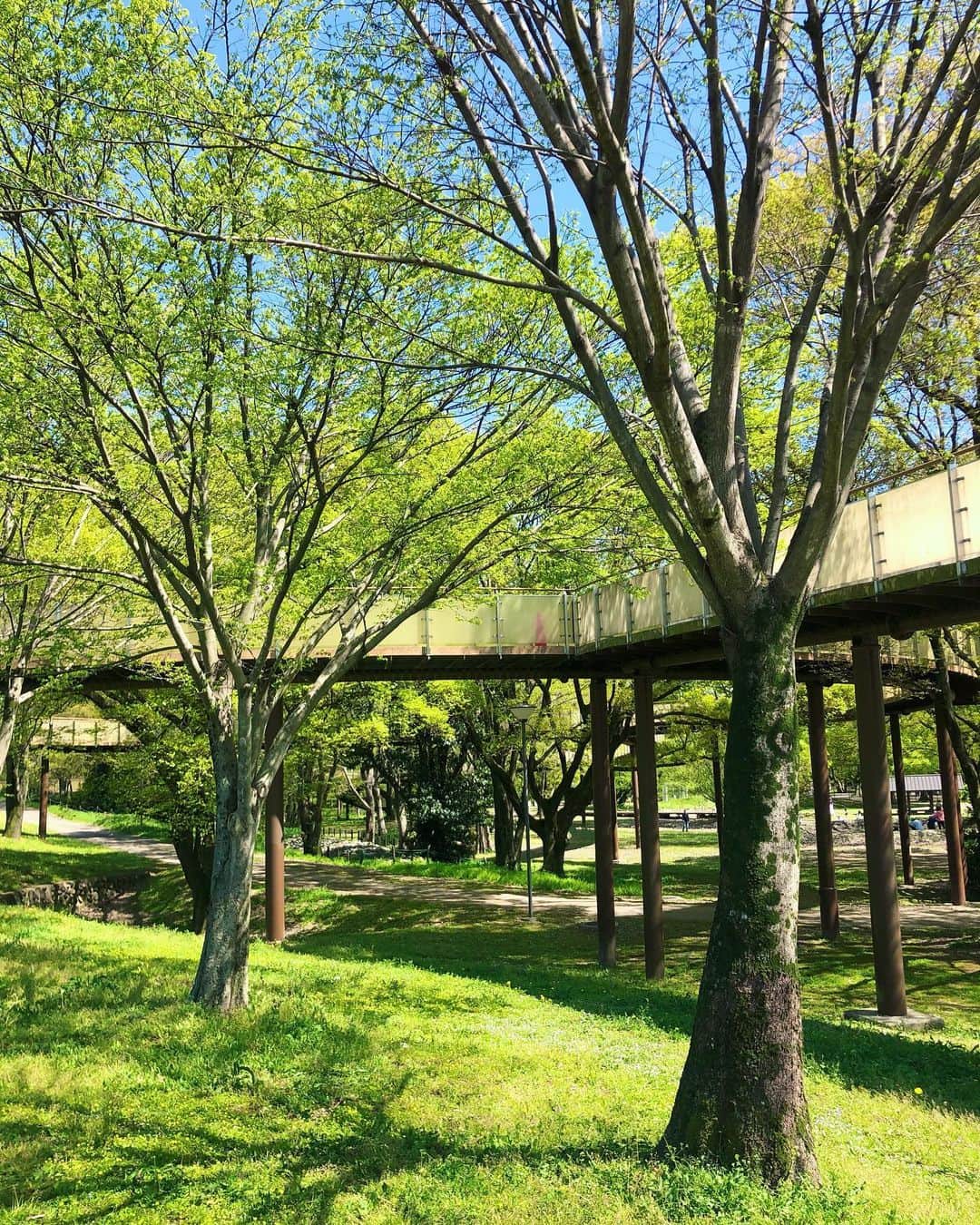 Manaさんのインスタグラム写真 - (ManaInstagram)「🌿🌽💚 𝑮𝒓𝒆𝒆𝒆𝒏 𝒘𝒂𝒓𝒎𝒔 𝒐𝒖𝒓 𝒉𝒆𝒂𝒓𝒕𝒔💕 . 公園で惹かれたのはネモフィラだけではなく✨ . 太陽に照らされて、そよ風に揺れ輝く この時季ならではの新緑もとても素敵でした☺️🍃🍃 . 自然の緑っていいなと思う瞬間です🕊 . . 3枚目の動画なんて本当最高！♡ . . . . . Onepiece: #andrabbit Belt：#hermes Hat：#ca4la . . . #sunnyday #greenpark #naturelover #shirtdress #gifu #picnicday #森林浴 #新緑 #新緑の季節 #緑のある暮らし #自然 #お散歩 #公園コーデ #岐阜 #岐阜観光 #木曽三川公園 #138タワーパーク #ピクニック #青空 #快晴 #ぽかぽか陽気 #大人可愛い #キレイめカジュアル #シャツワンピ #ホワイトコーデ #麦わら帽子 #帽子コーデ」4月14日 21時38分 - mana.tcy