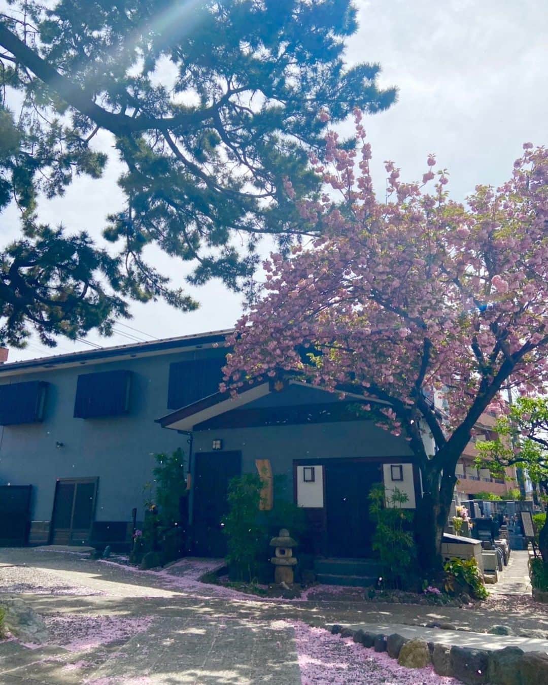 鳳翔大さんのインスタグラム写真 - (鳳翔大Instagram)「お寺へ座禅に行って参りました🌸  あえて何もしない30分… 無の時間。。 スッキリ浄化されました♪  まいことまんちゃんともシャンテ以来久しぶりに会えましたー😁 話も尽きないねぇ〜😂  桜も非常に美しい場所で癒されましたわ🌸  #座禅 #お寺」4月14日 21時42分 - dai_hosho_official