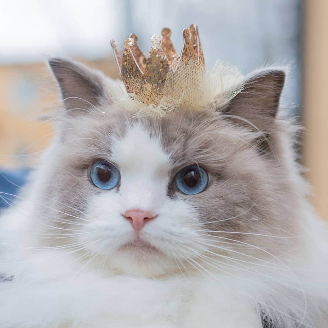 Princess Auroraさんのインスタグラム写真 - (Princess AuroraInstagram)「The look on your gf's face when you tell her 'no' 😾 . . . #catsofinstagram #dailyfluff #weeklyfluff #cutepetclub #meow #kawaii #instacat #meowed #catlife #petstagram #ilovemypet #bestmeow #viral #catlove #neko #purrfect #catsofig #ragdoll #queen #cats_of_instagram #cat #cats #aurorapurr」4月15日 0時07分 - aurorapurr