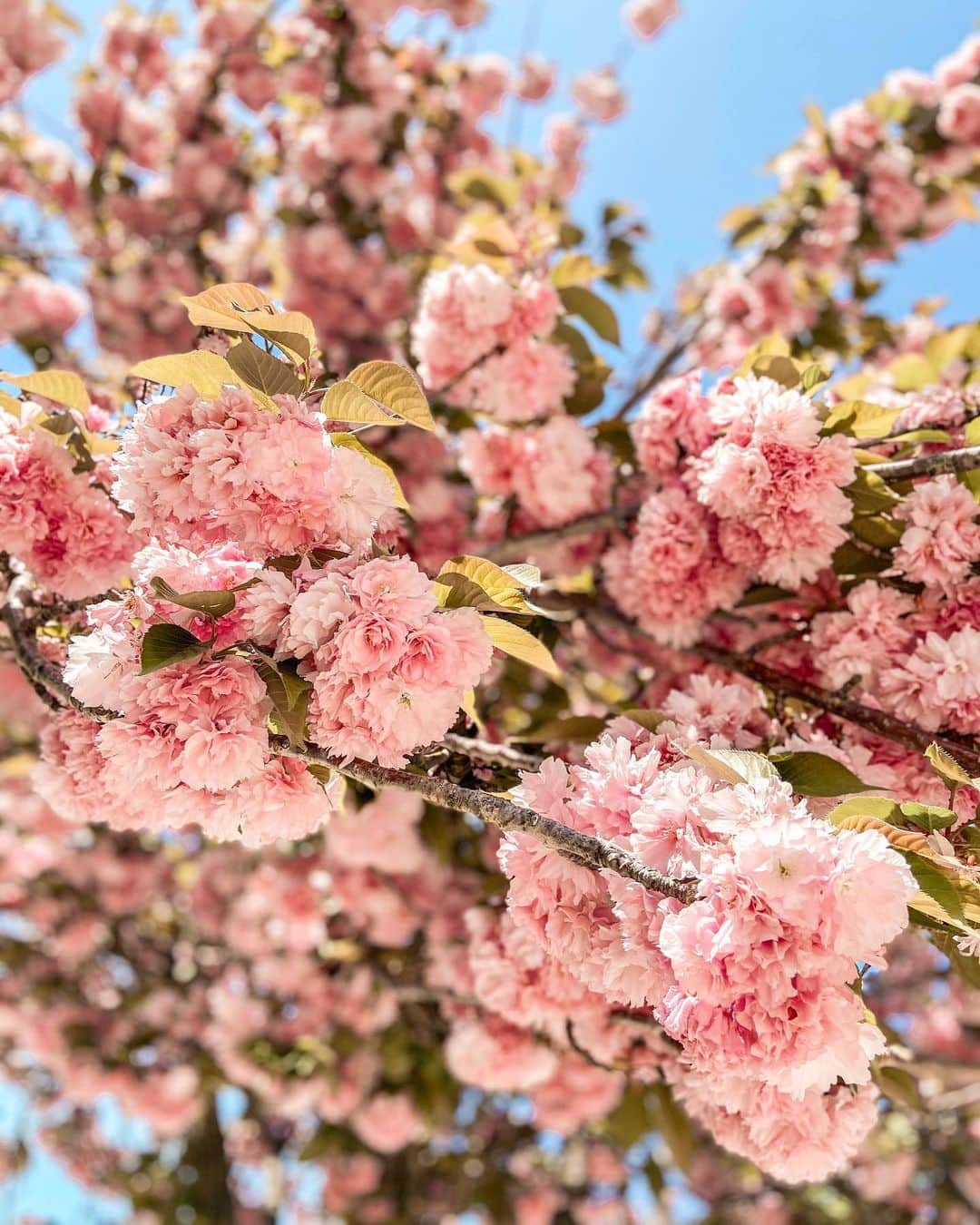瀬口かなのインスタグラム：「八重桜きれい🥲🌸﻿ 桜の中で1番好きかも！﻿ ﻿ ﻿ #桜 #八重桜 #sakura #cherryblossom #yaesakura」