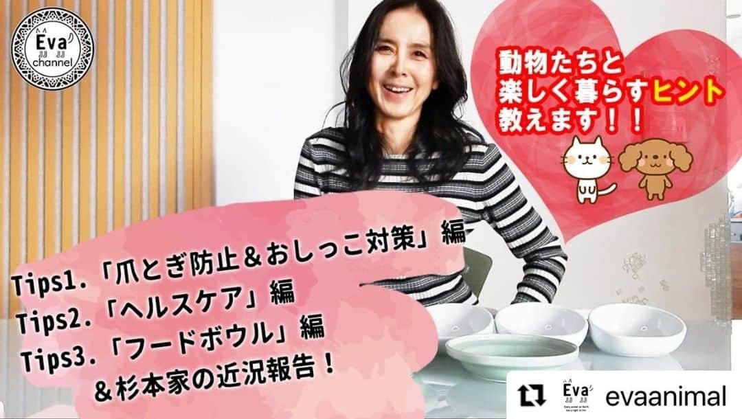 杉本彩のインスタグラム：「#Repost @evaanimal with @make_repost ・・・ 今回のEvaチャンネルは、代表理事杉本の自宅から「動物たちと楽しく暮らすためのヒント！」をお届けします！  -------- Tipsその1「爪とぎ防止＆おしっこ対策」編 Tipsその2「ヘルスケア」編 Tipsその3「フードボウル」編 ＆杉本家の近況報告！ --------  動物との暮らしが初めての方から、「何かいい情報ないかしら～」と日々お悩みの方まで、必見です！  こちらの動画が、犬や猫たちとの暮らしを「快適に」そして「楽しくする」一助となれば...と思っています！！  ■#31【動物たちと楽しく暮らすヒント教えます！】爪とぎ防止＆おしっこ対策編/ヘルスケア編/フードボウル編/杉本家の近況報告！ https://youtu.be/v20vyAKt74w ※プロフィールからご覧下さい。  #動物たちと楽しく暮らすためのヒント #爪とぎ防止対策​ #おしっこ対策 #ヘルスケア #フードボウル #Evaチャンネル #動物環境福祉協会eva #杉本彩」