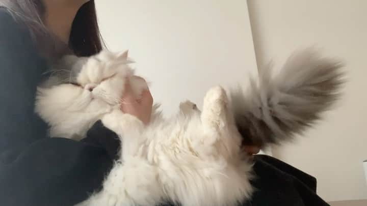 chiitarou_97のインスタグラム：「. ちょっと疲れてきた木曜日。 私のお気に入りなゆちゃん動画をそっと置いておきます。 がんばろう〜🐱🐱 . .」