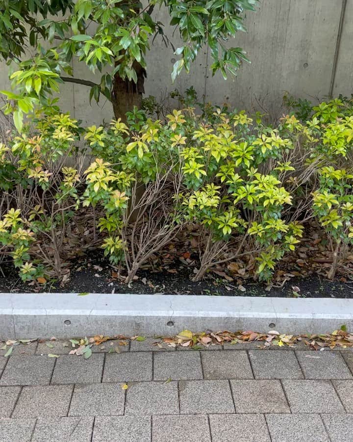 恒松あゆみのインスタグラム：「朝ごはんを残さず食べ、 食器を自分で下げ、 ハミガキも荷物の準備も完璧に済ませ、 日課のドリル(今日はアルファベットと迷路の2枚)もきちんとこなし、 おもちゃのお片付けをしてから、 るんるんスキップで登園する息子。   #4歳5ヶ月 になりました。」
