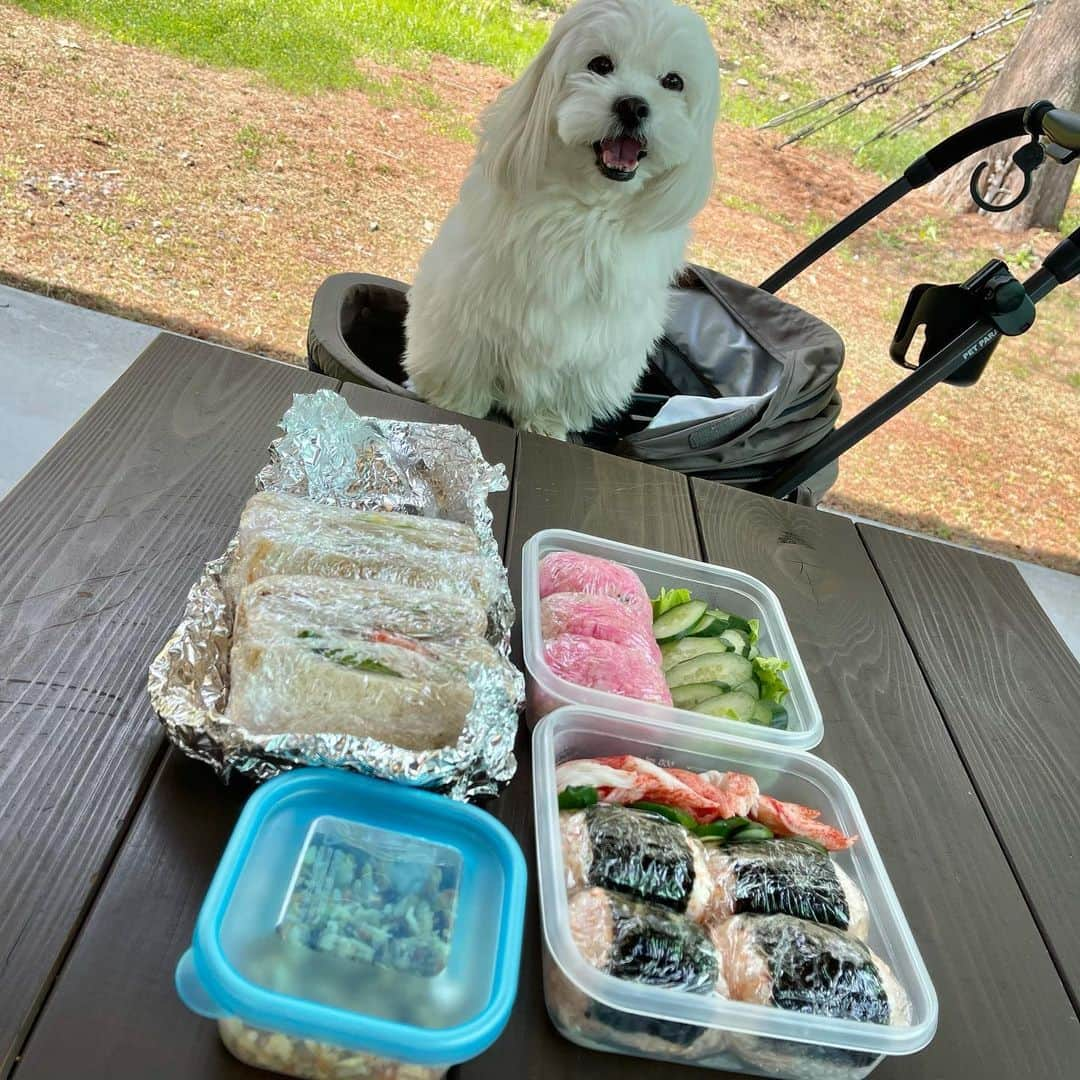 滝沢ななえさんのインスタグラム写真 - (滝沢ななえInstagram)「今日のハニ飯。 ではなく、ハニ弁🍱  この前ドッグランのあるところへ行った時 カフェだと食べられるもの無さそうだからって 急遽お家にあるものでお弁当作ってくれました(^^)  メニュー忘れちゃった。。。  🐮🐷🐔は使っていなくて ツナ、明太子、カニカマとかが入ってた！  食パンはF&F(@fforganic_)で買った米粉パンで マヨネーズはヴィーガンマヨネーズだって！  完璧に出来なくても やれるところから少しずつですね(^^)  ぼーちゃんのご飯もタッパーに入れて 一緒に食べられて嬉しそうだったなぁ🐶 ピクニック気分で楽しかった(笑)  #ハニ飯 #ハニ弁 #ペスカタリアン」4月15日 9時38分 - nanaetakizawa