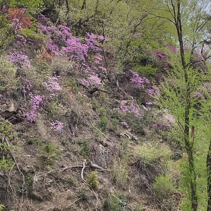 香菜子のインスタグラム：「少し前の実家近くの風景。 ここは天然のツツジが群生している。 この季節限定の風景。 小学生の頃の通学路からは少し外れているけれど、この側を通りたくて学校帰りは通学コースから外れて眺めながら帰ったものです。 #小俣のミツバツツジ自生地　#天然記念物」