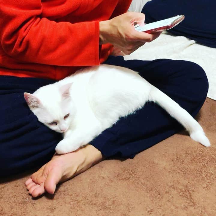 水谷さるころのインスタグラム：「お父さんの膝に一体化してしっとりと甘える　#おファルにゃん」