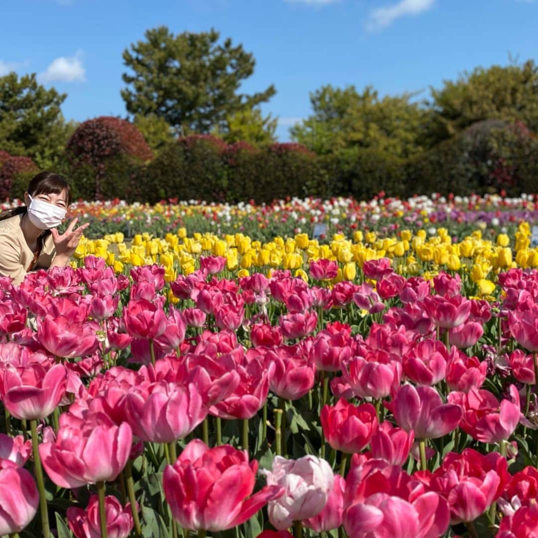 宮﨑玲衣のインスタグラム：「* 🌷🌷🌷　 見納め迫る チューリップ🌷 春は街が いろんな色で溢れて いいですねぇ🌸 土曜版、今週はスタジオです😆 #吉田公園 #静岡　 #チューリップ #春 #中継 #アナウンサー #とびっきり」